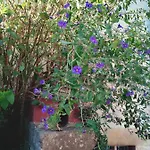 Camou 호텔