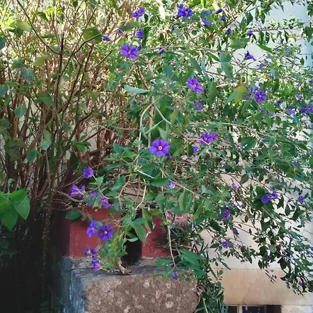 Camou Hotel