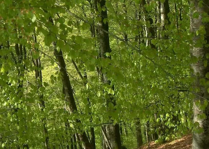 Camou Hotel Uhart-Cize