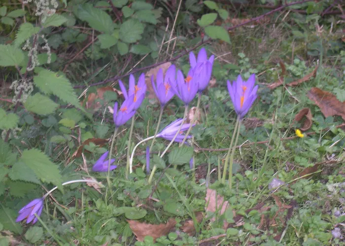 Hotel Camou Uhart-Cize